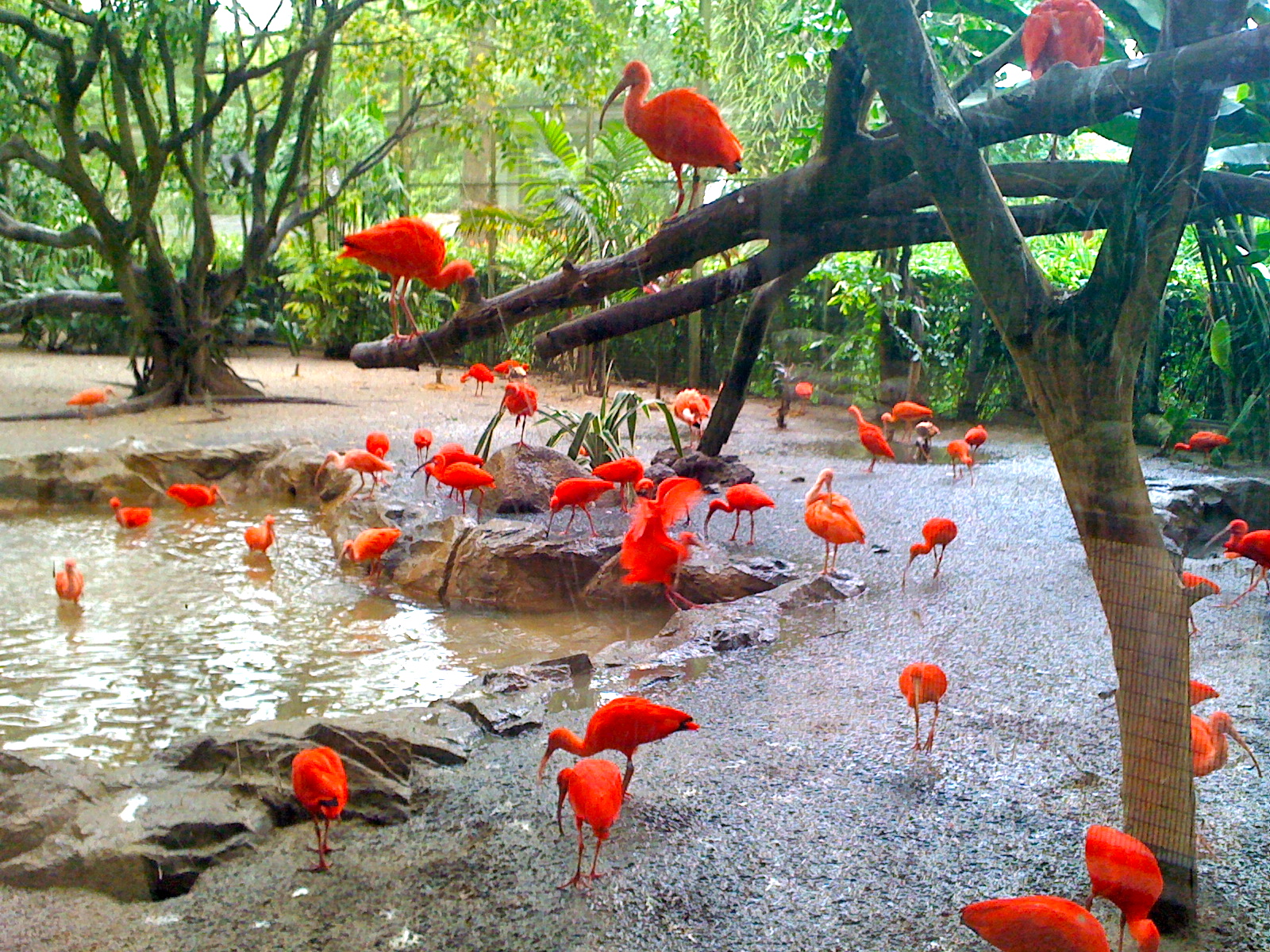 bird park singapore