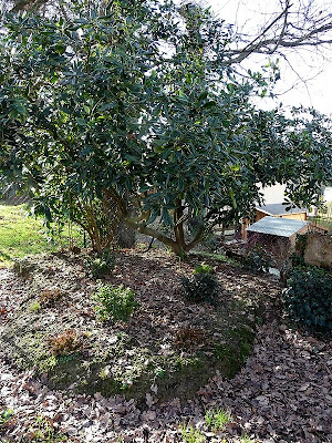 Pittosporum Tobira Nanum Plantes Exterieures