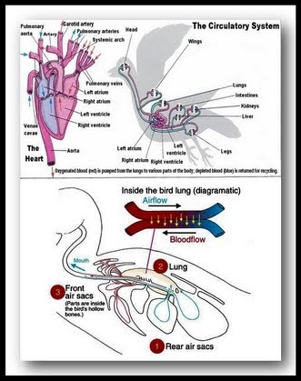 Merpati Balap Jember Sistem Pernafasan Merpati