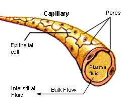 diagram of a capillary rozaini othman guru cemerlang biologi january 2010 diagram of a capillary rozaini othman guru cemerlang biologi january 2010