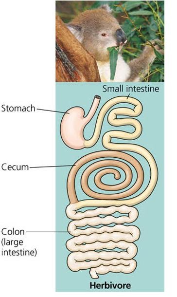 Rozaini Othman (Guru Cemerlang Biologi): The digestive tracts of a