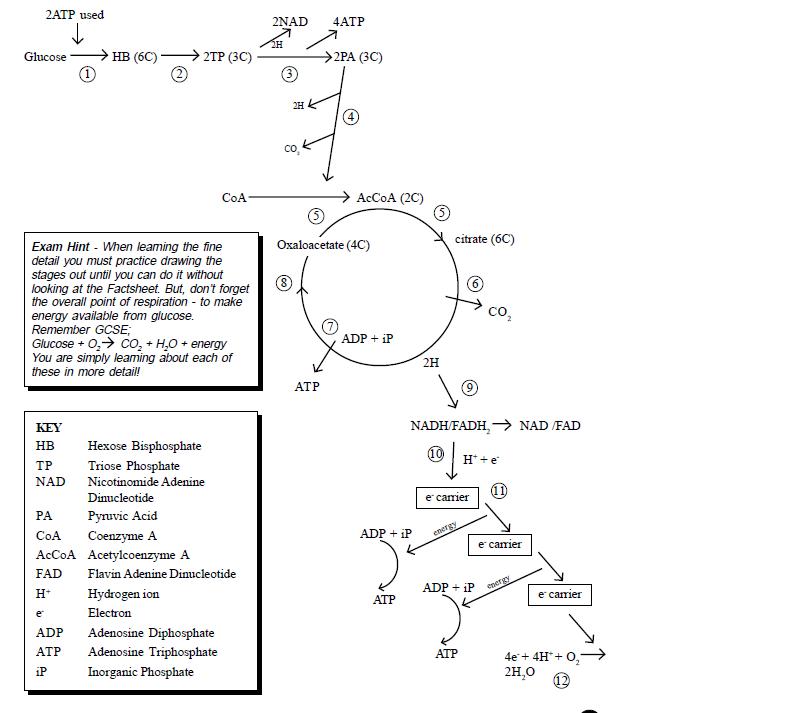 Link Reaction Respiration