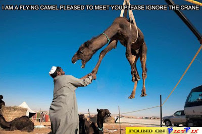 urban dictionary flying camel