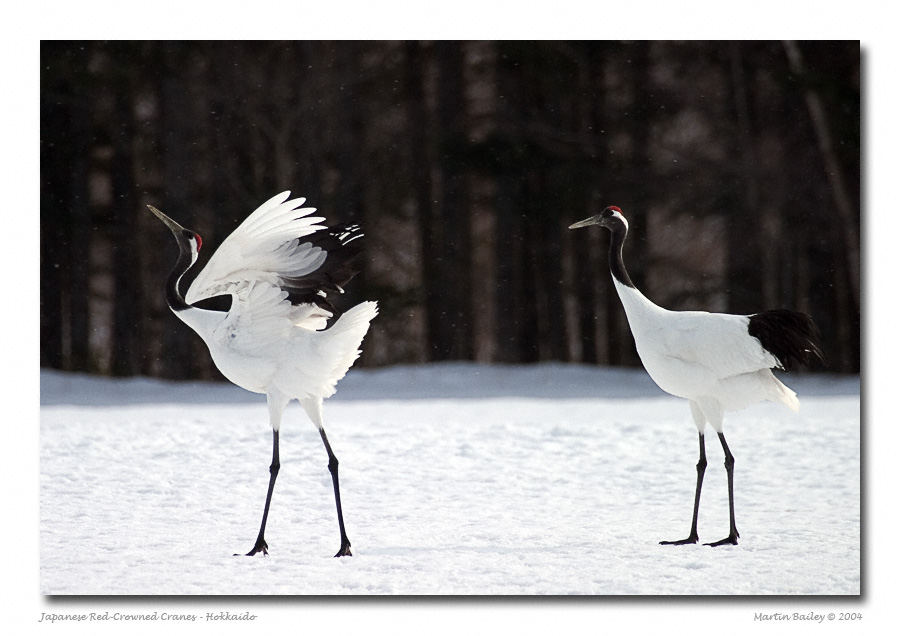 Red-Crowned Crane