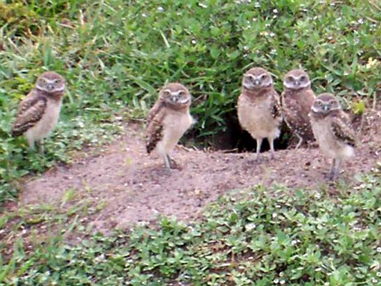 Florida Burrowing Owl
