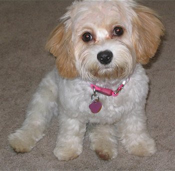 Bichon Cross Cavalier