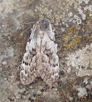 Least black arches