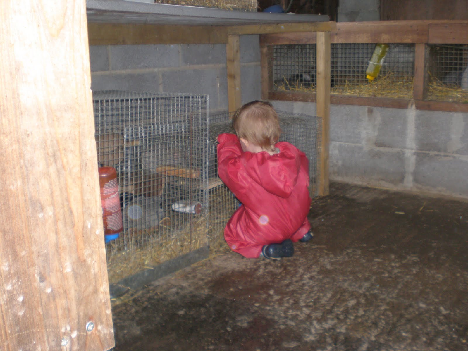 Di's Clan RABBIT FARM. LLANYSTUMDWY CRICCIETH. 2ND AUG 2010