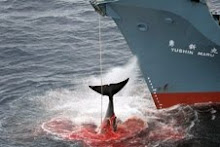 Protection des baleines