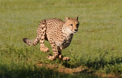 [running-cheetah-550.jpg]