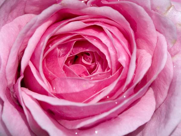 A Pale Pink Rose :: It