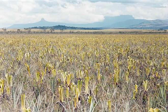 sabana