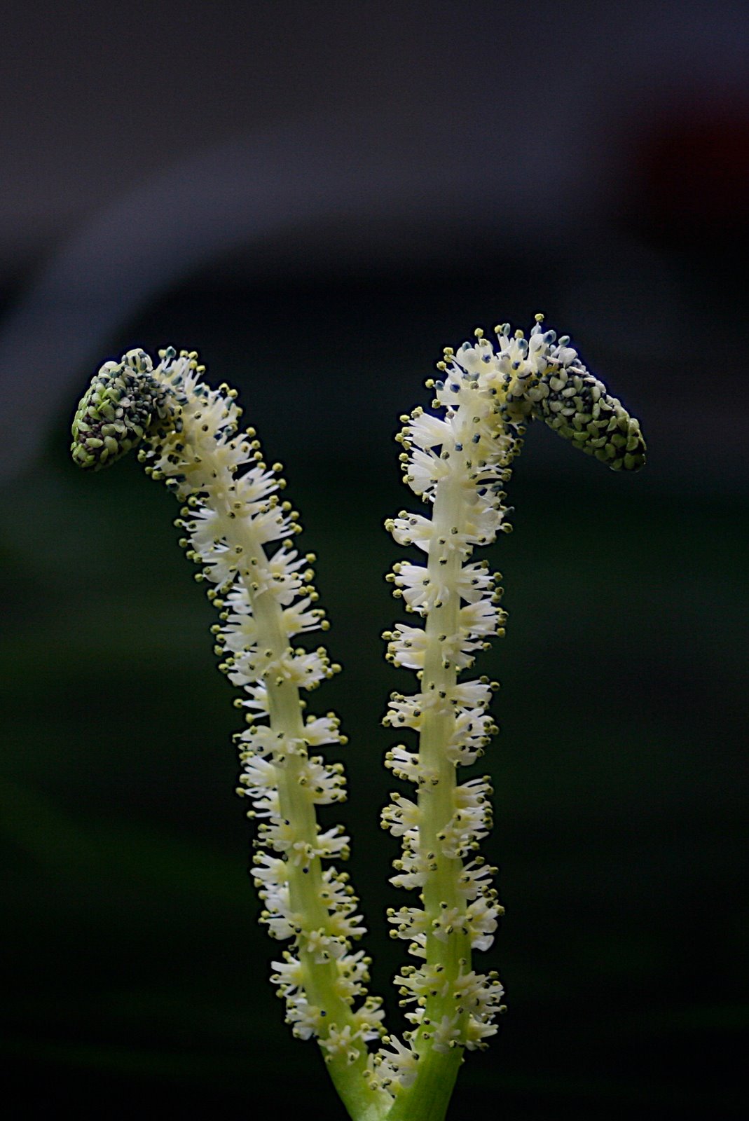 [IMG_8107+2008-12-24.jpg]