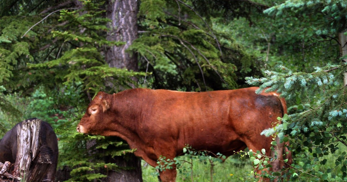 trichomoniasis: Tricomoniasis bovina