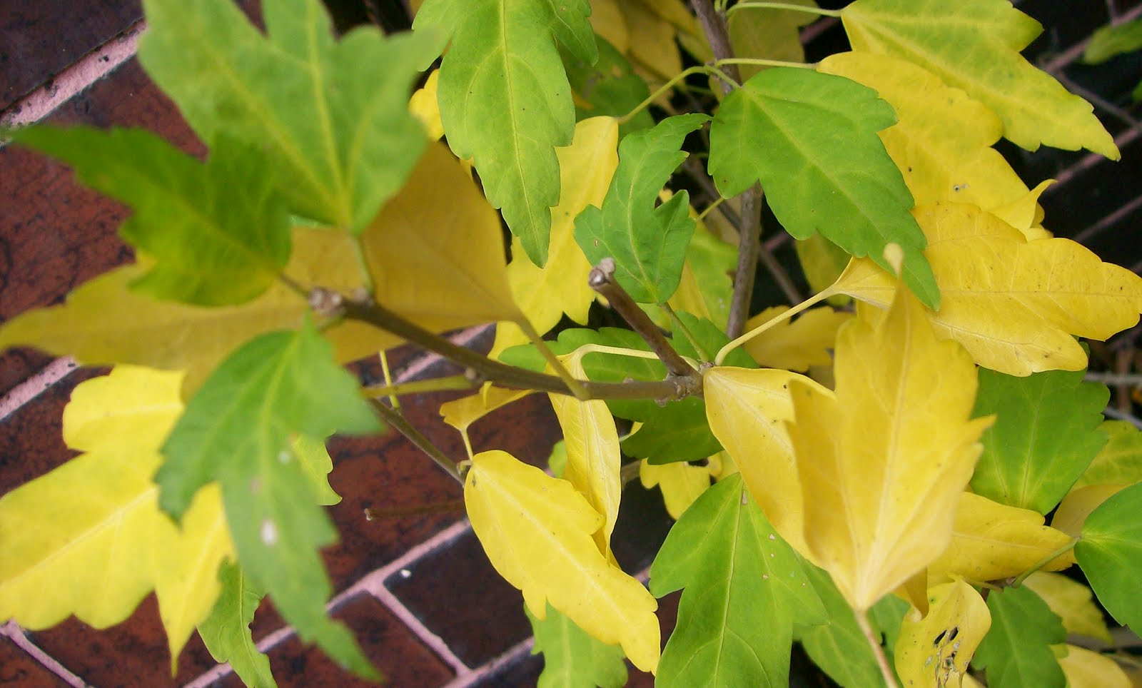 8 Simple Things To Know About Yellow Leaves On Hibiscus 8 Simple Things To Know About Yellow Leaves On Hibiscus
