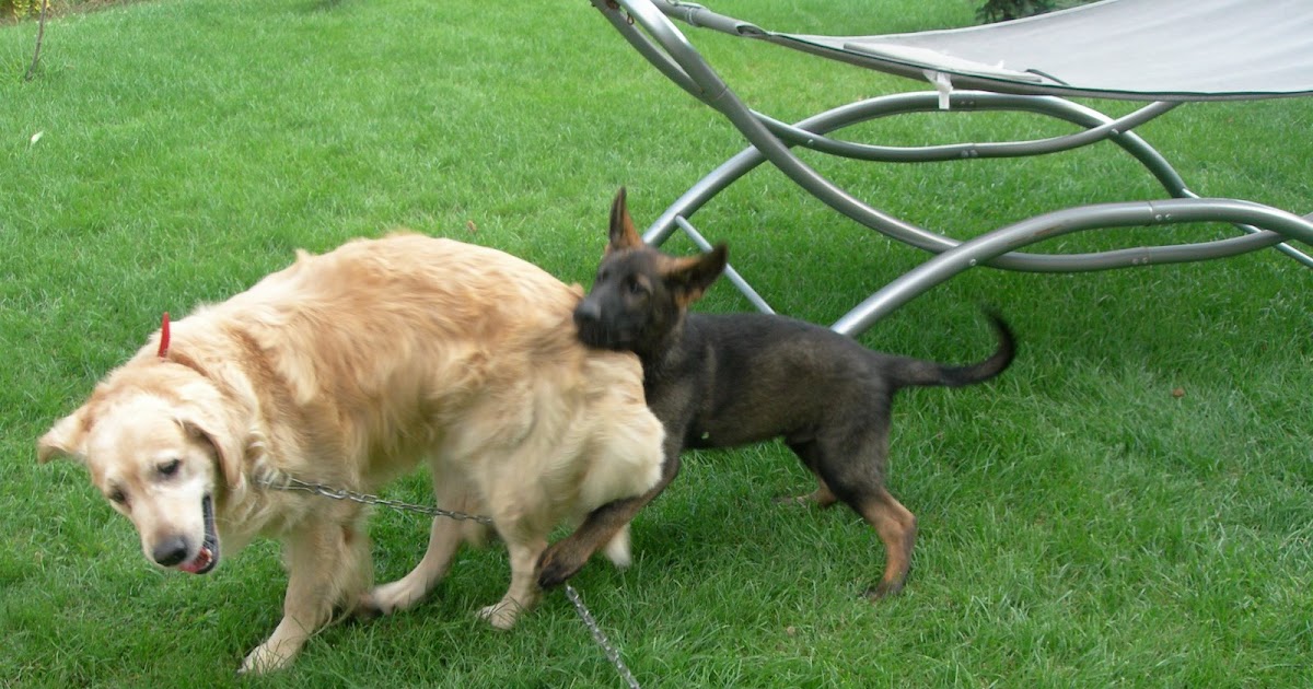 köpek ne ile yıkanır