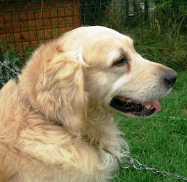 GOLDEN & LABRADOR RETRIEVER İLE İLGİLİ KONULAR