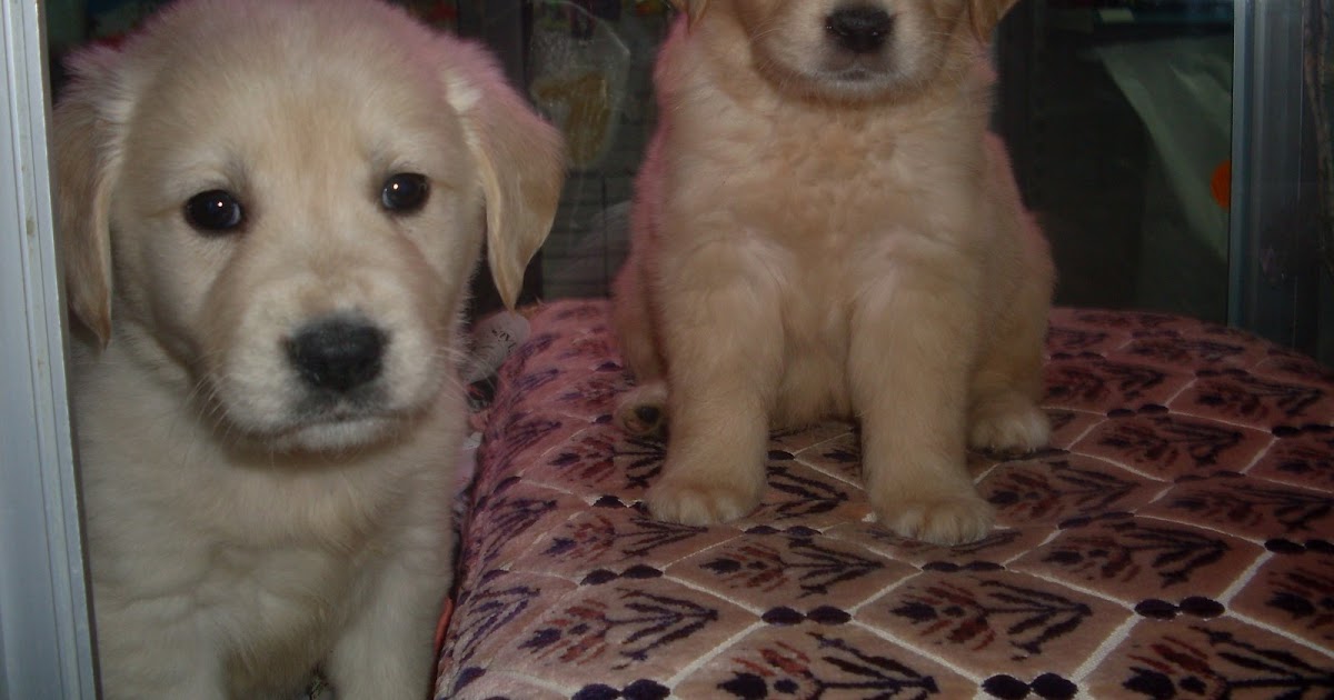Köpek Eğitimi ve Köpek Pansiyonu, Köpek Bakımı , Köpek Satışı ve Köpek