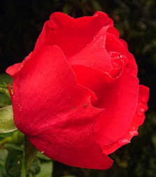 La Flor Roja