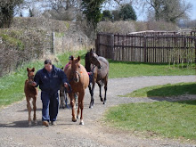 FOALS AT BRIGHTWALTON