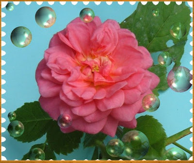 Christopher Marlowe Rose