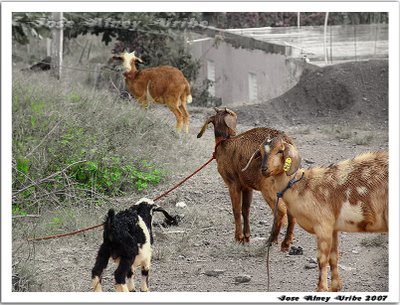 Fotos De Chivos