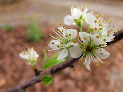 wild plum