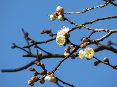 narita cherry blossoms
