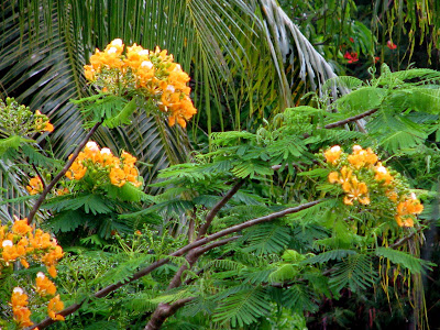 yellow flame tree Delonix regia