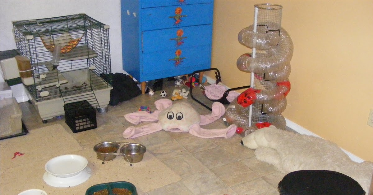 Ferrets in the North Ferret Rooms examples