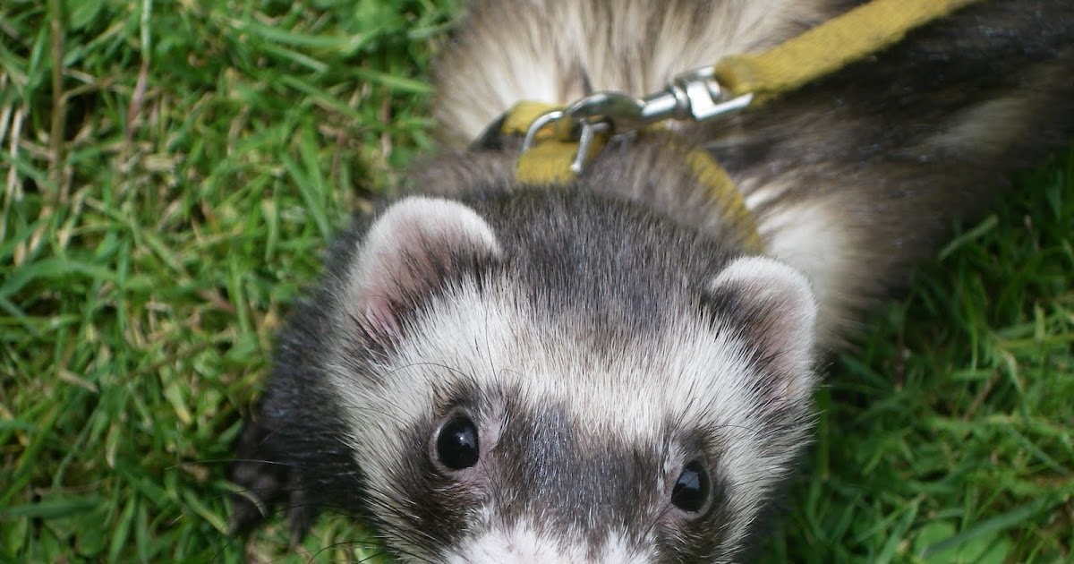 Ferrets in the North Walk this way Getting your ferret used to the