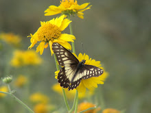 Butterfly with Lunch