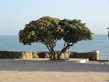 The Simple Garden