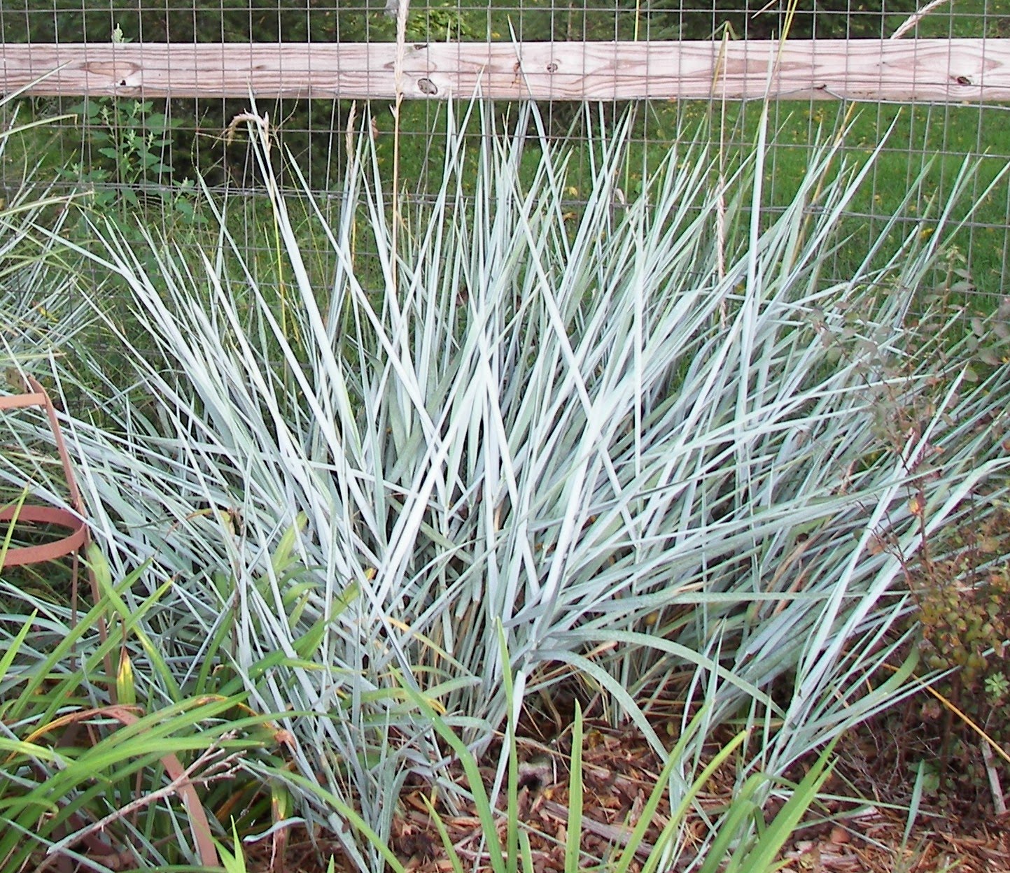 For the Love of Gardening Likes Waves on the Dunes