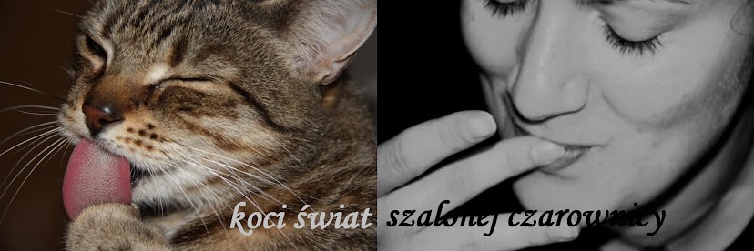 koci świat szalonej czarownicy