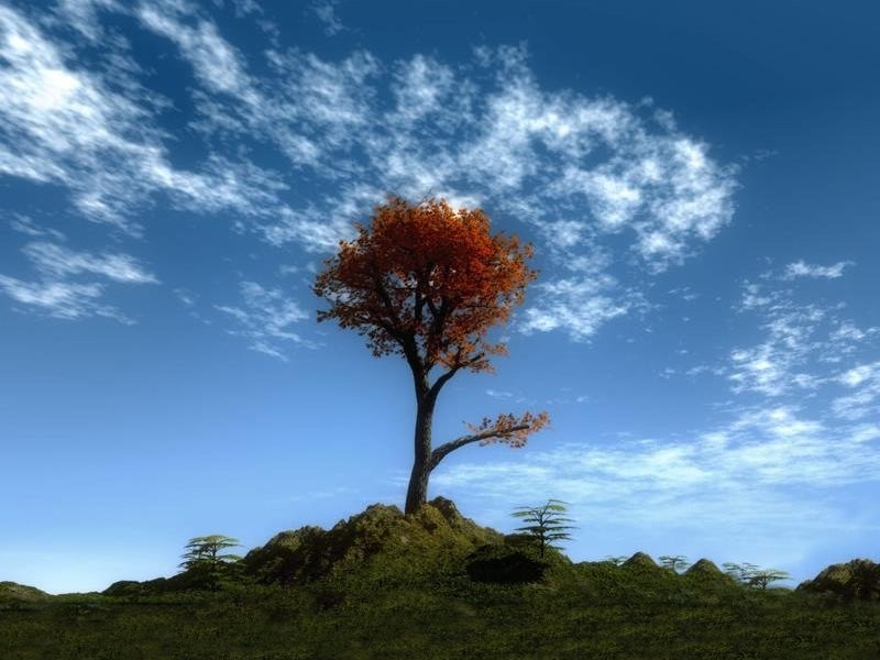 [tree.jpg]