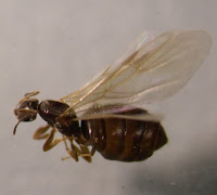 Common Mousetrap Mistakes - ABC Termite & Pest Control