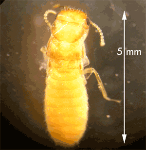 Formosan termite alates can be identified by their light brown or yellow coloration, hairy bodies and nocturnal activity