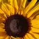 [sunflower.gif]