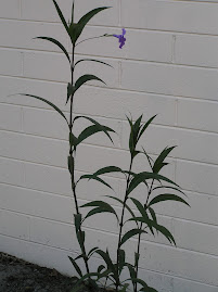 Mexican  Petunia