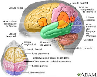 Sistema Nervioso Central Y Sus Partes Principales