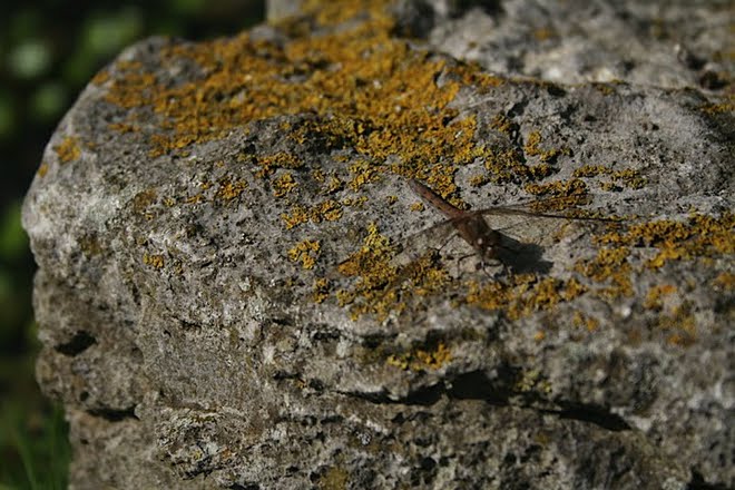 SLR Camera Practice