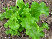 Green Leaf Lettuce