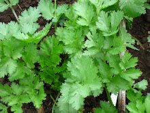 Cilantro