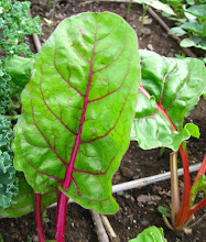 Swiss Chard