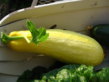 Yellow Squash