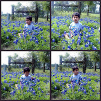 texas bluebonnets