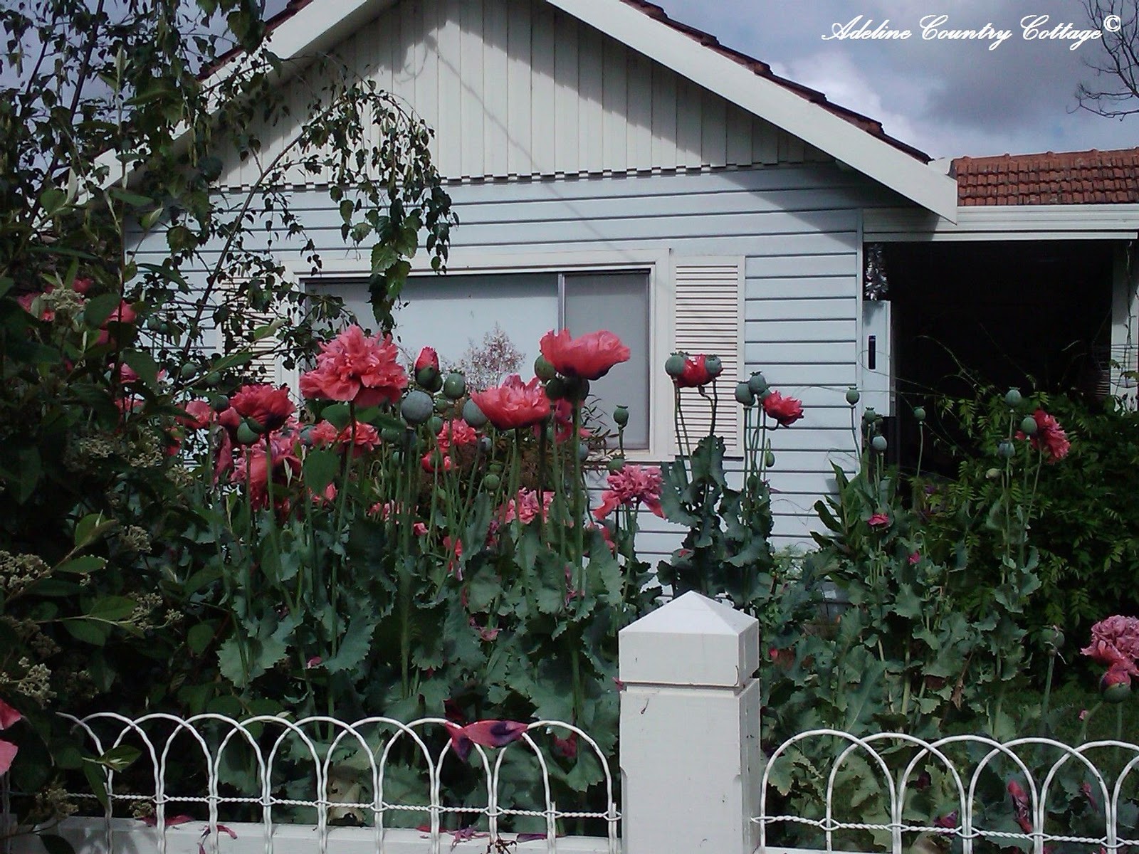 Adeline Country Cottage A Little Adeline Cottage...