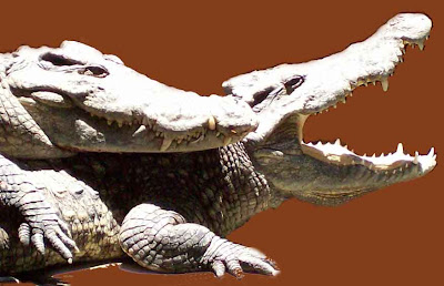 Crocodile IS Monogamy Adherents