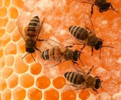 benefits Honey Tips & nutrition food benefits Honey Tips & nutrition food